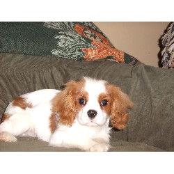 Cavalier King Charles Spaniel Stud in Utah