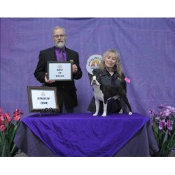 Boston Terrier Stud in Utah