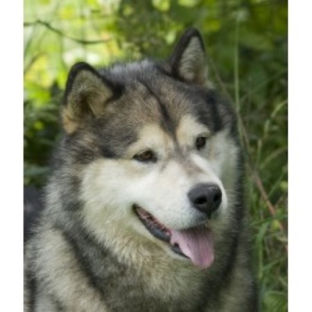 Alaskan Malamute Breeder in Pilot, Virginia
