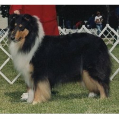 Collie Breeder in Ferndale, Michigan
