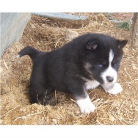 Siberian Husky Breeder in Collinsville, Alabama