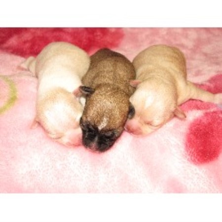 free puppies dayton ohio s heavenly chihuahuas chihuahua breeder in dayton ohio free puppies dayton ohio s heavenly chihuahuas chihuahua breeder in dayton ohio