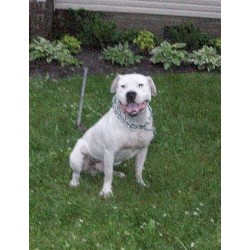 American Bulldog Stud in Virginia