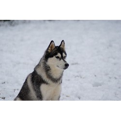 Siberian Husky breeder Waxhaw 18373