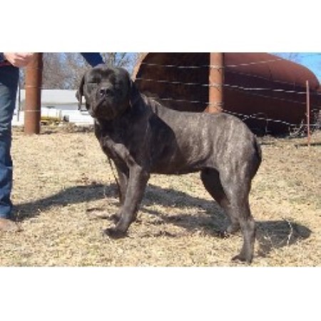 Mastiff Breeder in Burlison, Tennessee