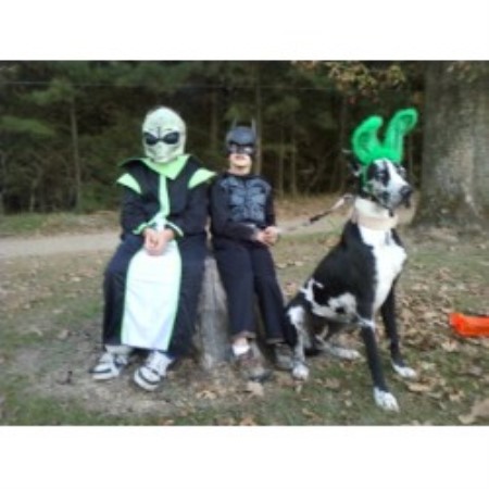 Great Dane Breeder in Dover, Arkansas