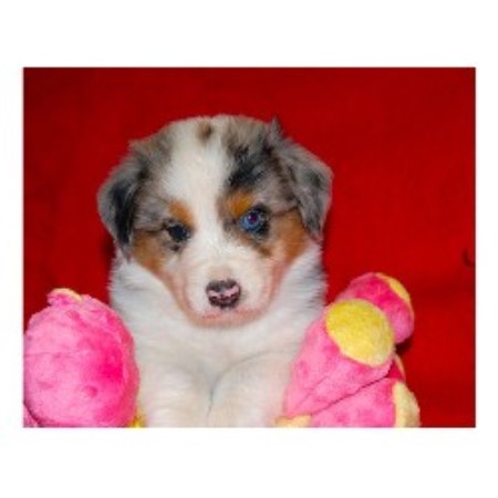 Australian Shepherd Dog Breeder in Shingle Springs, California