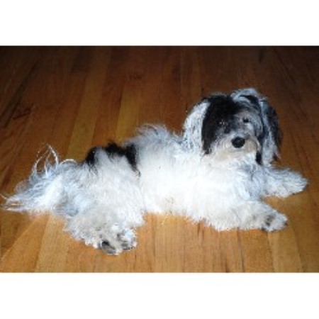 havanese rescue virginia desagres havanese havanese breeder in denver colorado listing id 18391 havanese rescue virginia desagres havanese havanese breeder in denver colorado listing id 18391