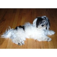 havanese rescue denver havanese breeders in colorado freedoglistings havanese rescue denver havanese breeders in colorado freedoglistings