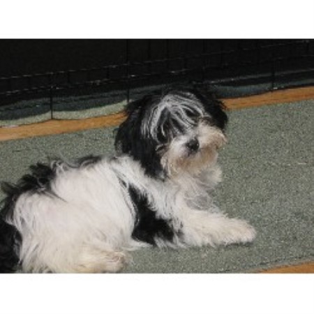 havanese rescue colorado desagres havanese havanese breeder in denver colorado listing id 18391 havanese rescue colorado desagres havanese havanese breeder in denver colorado listing id 18391