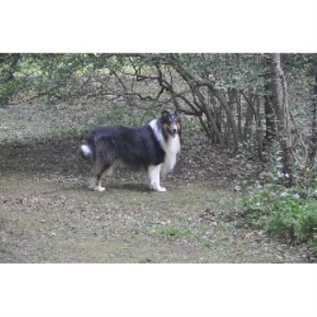 puppies in ri collie breeders in rhode island freedoglistings puppies in ri collie breeders in rhode island freedoglistings