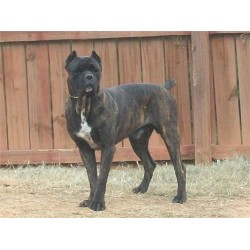 Cane Corso Stud in Georgia
