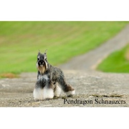 Miniature Schnauzer Breeder in Hancock, Maryland