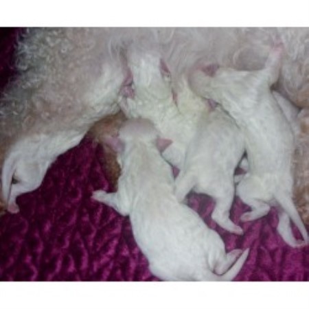 bichon frise puppies mn bichon frise breeders in the usa and canada freedoglistings page 1 bichon frise puppies mn bichon frise breeders in the usa and canada freedoglistings page 1