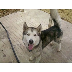 Alaskan Malamute Stud in Texas