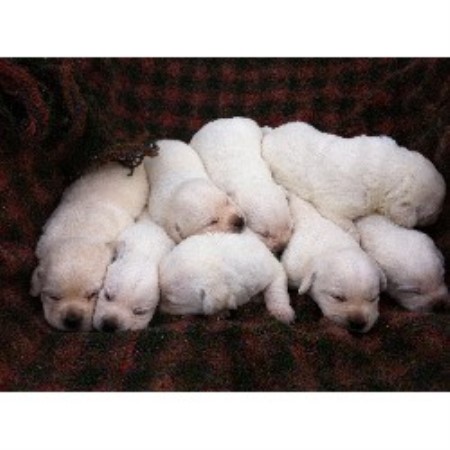 free lab puppies in indiana brickhouse labradors labrador retriever breeder in gentryville indiana free lab puppies in indiana brickhouse labradors labrador retriever breeder in gentryville indiana