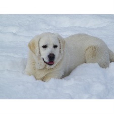 free lab puppies in indiana brickhouse labradors labrador retriever breeder in gentryville indiana listing id free lab puppies in indiana brickhouse labradors labrador retriever breeder in gentryville indiana listing id