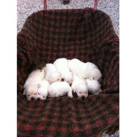 free lab puppies in indiana brickhouse labradors labrador retriever breeder in gentryville indiana free lab puppies in indiana brickhouse labradors labrador retriever breeder in gentryville indiana