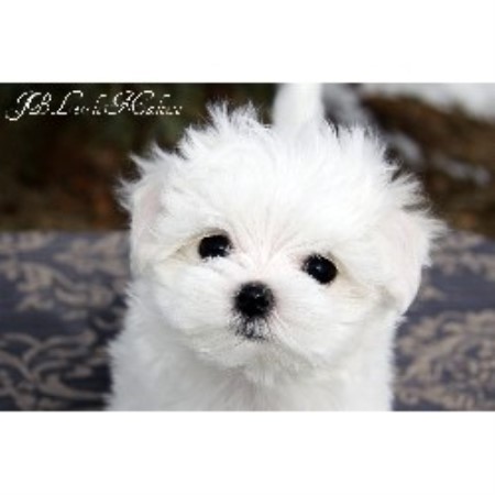 Maltese Breeder in Murillo, Ontario