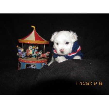 Maltese Breeder in Austin, Texas