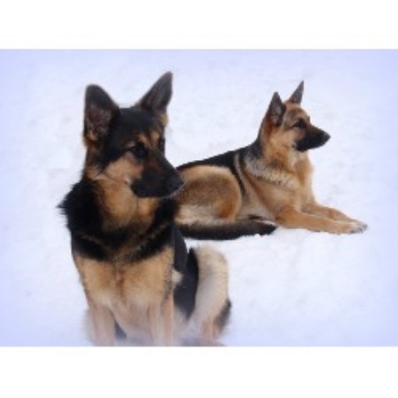 german shepherd puppies missouri century shepherds german shepherd breeder in eldon missouri german shepherd puppies missouri century shepherds german shepherd breeder in eldon missouri