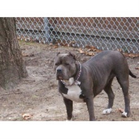 Pitbull Breeders Long Island Ny Pitbull Breeders Long Island Ny