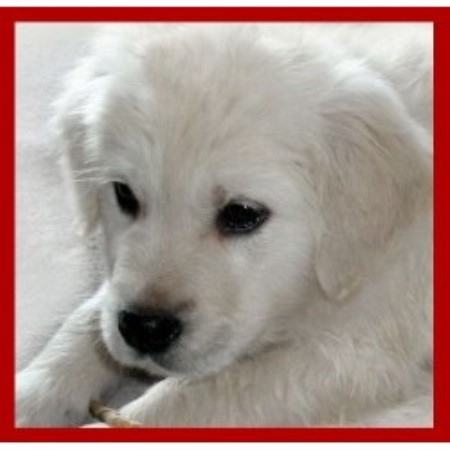 golden retriever puppies in montana montana mist goldens retrievers golden retriever breeder in missoula golden retriever puppies in montana montana mist goldens retrievers golden retriever breeder in missoula