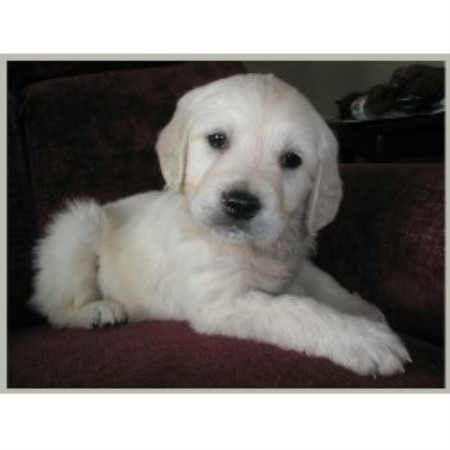 montana golden retriever rescue montana mist goldens retrievers golden retriever breeder in missoula montana golden retriever rescue montana mist goldens retrievers golden retriever breeder in missoula