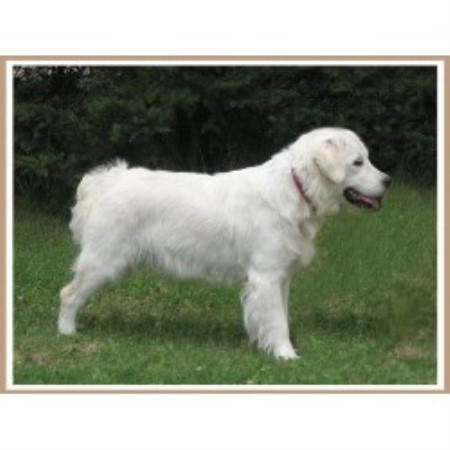 golden retriever puppies missoula montana mist goldens retrievers golden retriever breeder in missoula golden retriever puppies missoula montana mist goldens retrievers golden retriever breeder in missoula