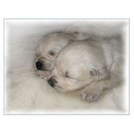 golden retriever puppies missoula montana mist goldens retrievers golden retriever breeder in missoula golden retriever puppies missoula montana mist goldens retrievers golden retriever breeder in missoula