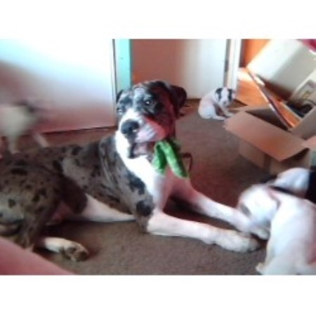 Alapaha Blue Blood Bulldog Breeder in Rosamond, California