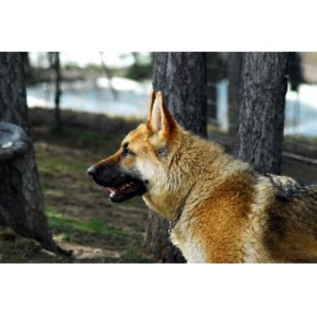 German Shepherd Dog Breeder in Anatone Wa, Washington