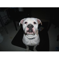 American Bulldog Stud in Ontario
