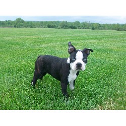 Boston Terrier Stud in Florida