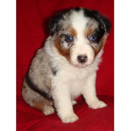 Australian Shepherd Dog Breeder in Hemet, California