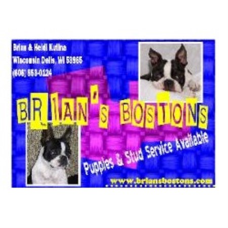 Boston Terrier Breeder in Wisconsin Dells, Wisconsin