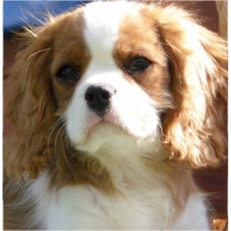 Cavalier King Charles Spaniel Breeder in Tucson, Arizona