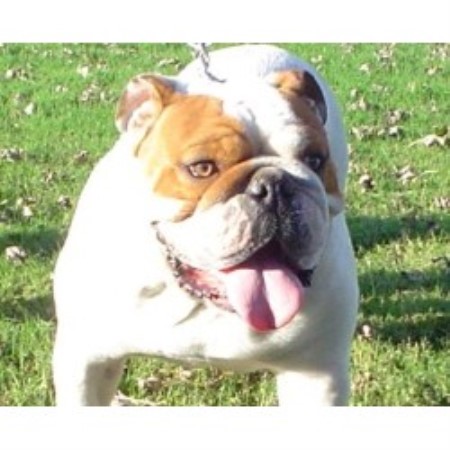 English Bulldog Breeder in Blair, Oklahoma