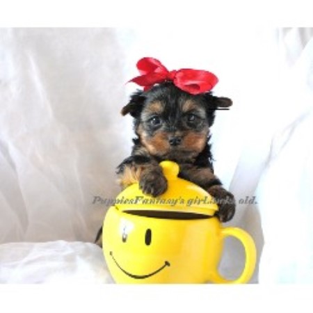 in texas freedoglistings yorkshire terrier breeders yorkie breeding in texas freedoglistings yorkshire terrier breeders yorkie breeding