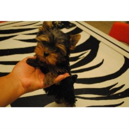 free puppies clarksville tn puppiesfantasy terrier breeder in clarksville tennessee free puppies clarksville tn puppiesfantasy terrier breeder in clarksville tennessee
