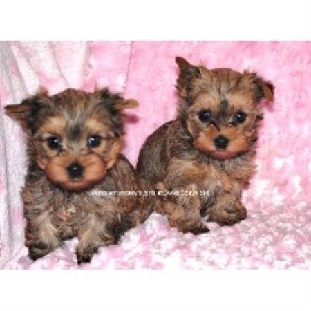 puppies clarksville tn puppiesfantasy terrier breeder in clarksville tennessee puppies clarksville tn puppiesfantasy terrier breeder in clarksville tennessee