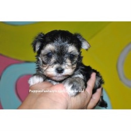 tennessee yorkie breeders puppiesfantasy terrier breeder in clarksville tennessee tennessee yorkie breeders puppiesfantasy terrier breeder in clarksville tennessee