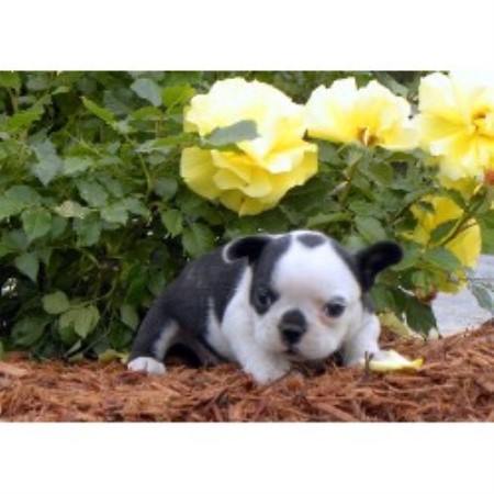 frenchton puppies for sale in va frenchton breeders in breeds picture frenchton puppies for sale in va frenchton breeders in breeds picture