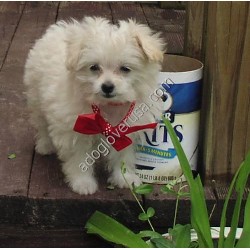 Maltese Breeder in Fulton, Missouri