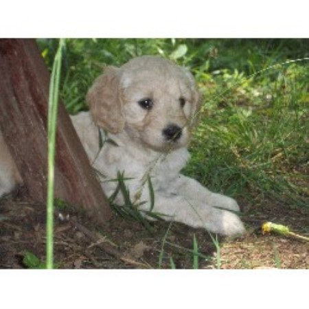 goldendoodle puppies nc minature goldendoodles on kaosfarm goldendoodle breeder in reidsville carolina goldendoodle puppies nc minature goldendoodles on kaosfarm goldendoodle breeder in reidsville carolina