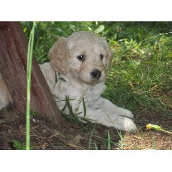 Goldendoodle Breeder in Waldorf, Maryland