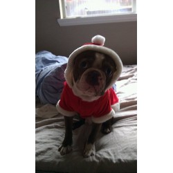 Boston Terrier Stud in Texas