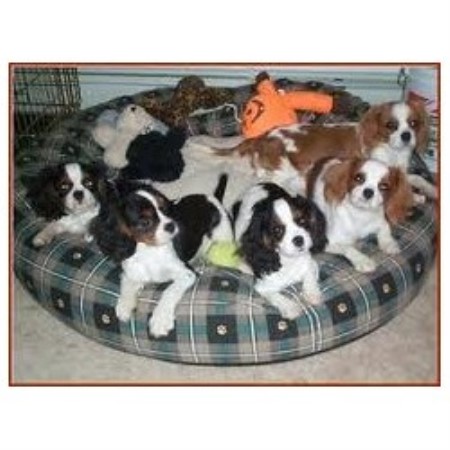 Cavalier King Charles Spaniel Breeder in Rehoboth, Massachusetts