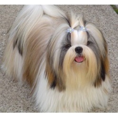 shih tzu breeders tn teddy rescue in illinois breeds picture shih tzu breeders tn teddy rescue in illinois breeds picture