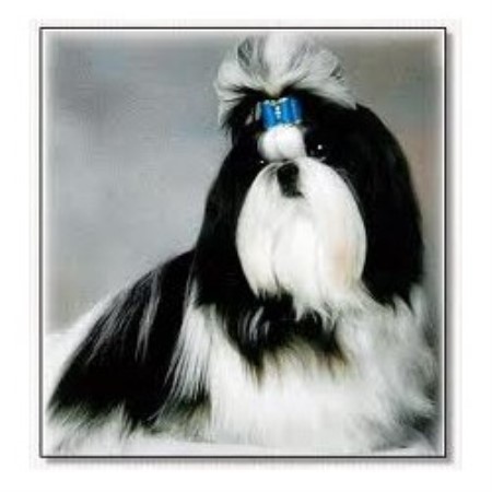 shih tzu breeders tn mystic mountain kennels shih tzu breeder in la follette tennessee listing id 18479 shih tzu breeders tn mystic mountain kennels shih tzu breeder in la follette tennessee listing id 18479